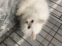 British longhair blueponit