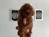 Poodle Yavrularım Ailelerini Bekliyor