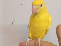 Sarışeker Pakistan Papağanı Bebek