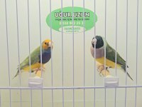 Şampiyonundan jumbo Gouldian finch Gökkuşağı ispinozu