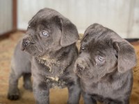ÜST SEVİYE CANE CORSO YAVRULARI