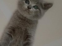 Secereli yavrular scottish fold