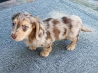 ISABELLA MERLE DACHSHUND ÖZEL RENK BEBEĞİMİZ UZUN TÜY