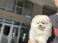 Pomeranian Boo Yavruları