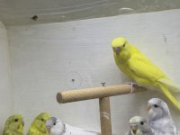 Bebek Çek Muhabbet Kuşlar