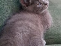 British Shorthair Bebekler