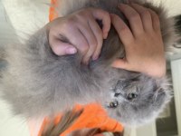 Sıfır burun sıfır kulak scottish fold