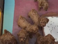 Red/Red-Brown Kaliteli Toy Poodle Yavruları