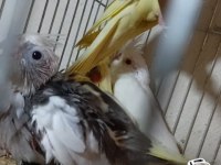 Yavru sultan papağanı 1 haftaya yeme düşer