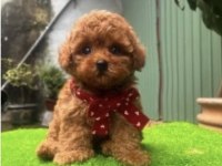 Mersinin gözde poodle yavruları