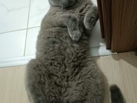Dünyanın en sakin uslu kedisi scottish fold