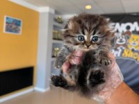 GOLDEN SCOTTISH FOLD YAVRULARIMIZ ANKARA MAĞAZAMIZDA 