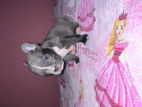 Fransız bulldog bebeklerım