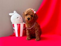 Safkan Toy Poodle Yavrularımız
