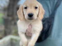 Dünya tatlısı Golden retriever yavrularım