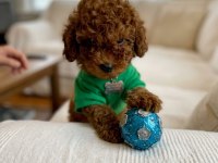 Orijinal Toy Poodle Yavru Köpekler