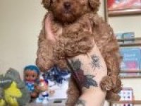 Erkek dişi toy poodle