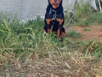 Orjinal Rottweiler Yavrularımız 