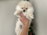 Pomeranian yavrum