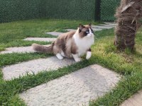 Ragdoll Yavrular 5 Günlük