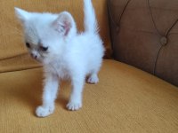 BRİTİSH SHORT HAİR MİNİKLER