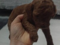 RED BROWN TOY POODLE YAVRULAR EV ORTAMINDA BÜYÜMÜŞ