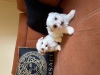 Maltese terrier bebekler! Gaziantep!