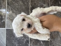Orjinal kar beyaz bichon frise yavrular