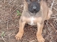 Orijinal malinois köpeği