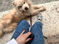 CHOW CHOW TERK EDİLMİŞ