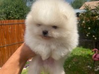 Ayı surat erkek pomeranian
