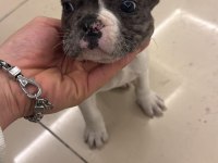 French bulldog ve pug yavrusu