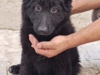 Showline longhair alman çoban köpeği