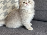 KEHRİBAR GÖZ BLUE TABBY BRİTİSH YAVRULARIMIZ HAZIR