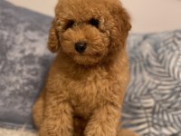 Poodle erkek yavru