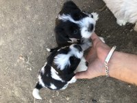 Maltese border collie yavrularım yeni sahiplerini bekliyor