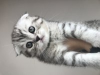 Scottish fold 2 aylık
