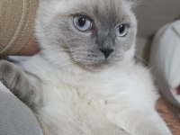 Kedimiz 1 yaşında olup british shorthair point erkektir