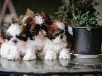 Safkan Harika anne altından shih tzu bebekler