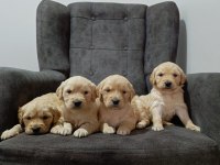 Golden retriever cinsi yavru