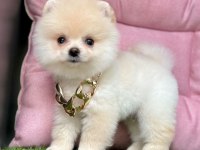 Sevimli Pomeranian Boo Yavrularımız