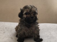MAMA KARŞILIĞI SAHİPLENDİRİLECEK SHİH TZU