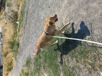 Golden retriever 5 aylık dişi erkek ikisi bir verilecek