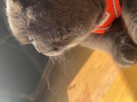 ÜCRETSİZ SAHİPLENDİRME KEDİMİZ