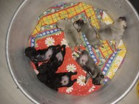 Minik pug yavrular