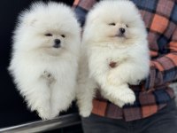 Safkan çok özel teddy face pomeranian yavrularımız
