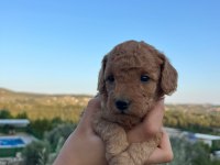 MINYATÜR SAFKAN SAGLIK VE IRK GARANTILI TOY POODLE YAVRULAR
