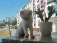 Uysal kedimiz şaziyee