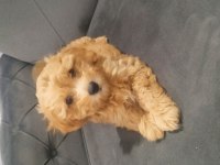 A kalite maltipoo dişi