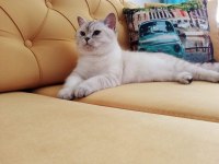 British Shorthair Kedilerim